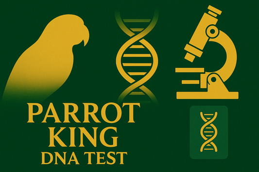 Parrot DNA Sexing Test | 鹦鹉性别鉴定